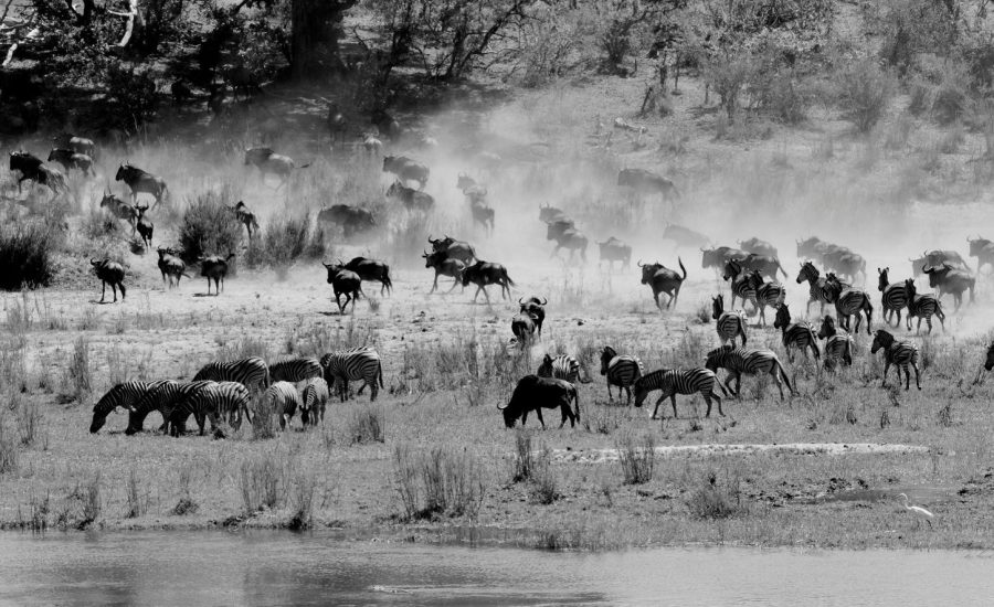 masai mara