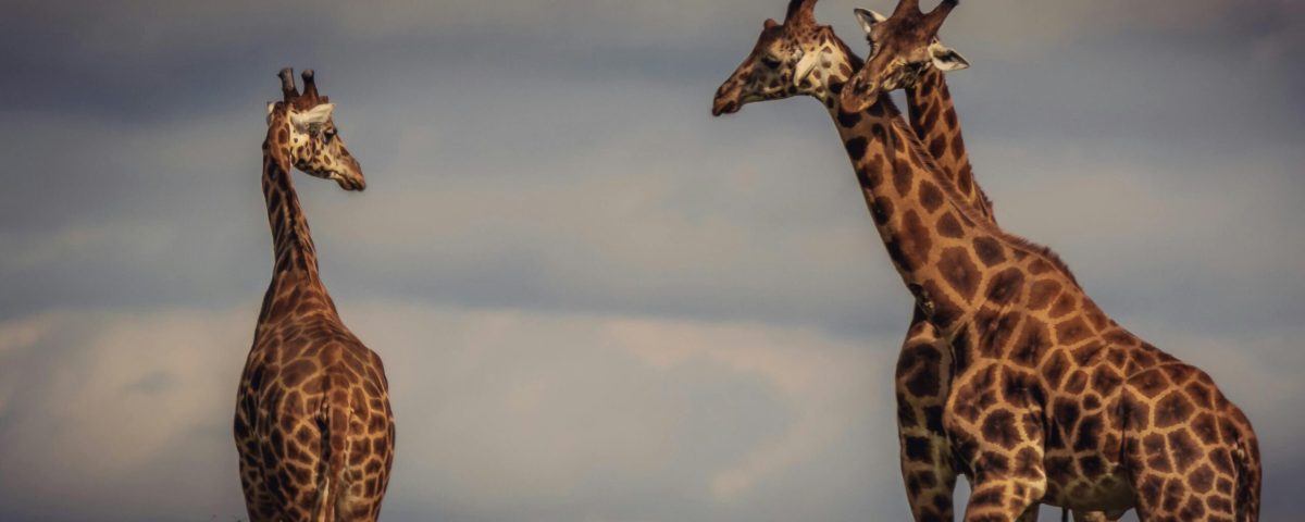 Giraffes